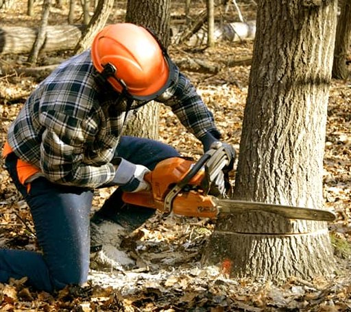 Tree Removal in Gilford, NH